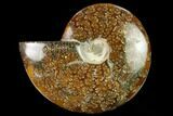 Polished Ammonite (Cleoniceras) Fossil - Madagascar #166680-1
